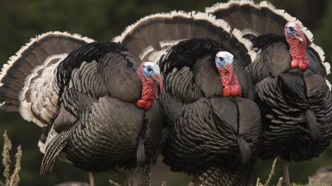 Bayramqabağı hinduşka ətinin qiymətində artım gözlənilir?