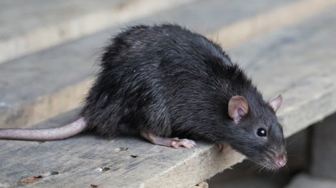 Hindistan polisi 200 kq marixuananın yoxa çıxmasında siçovulları günahlandırır