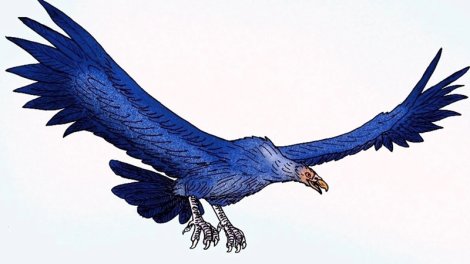 Təyyarə ölçüsündə lələkli nəhəng: Bioloq tarixin ən böyük quşu haqqında danışdı