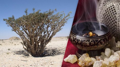 Bibliya dövrlərindən tanınan buxurun təbii mənbəyi azalır: Səbəblər açıqlandı