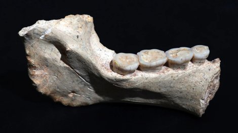 Homo sapiens və Neandertalların ehtimal olunan ortaq əcdadının qalıqları tapıldı