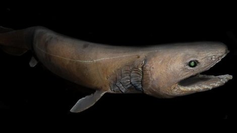 Dinozavrlar dövründə yaşayıb: Ən sirli balıqlardan biri...