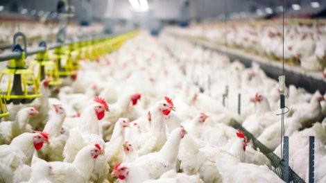 &ldquo;Gəncə Quşçuluq&rdquo; ASC-nin səhmləri hərracda