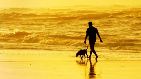 Hansı itlər sahibləri ilə ən güclü əlaqəyə malikdir? - Baytarlar 11 cins açıqladı
