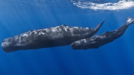 9 fil qədər ağır və reaktiv mühərrikdən daha səs-küylü: Dünyanın ən böyük yırtıcısı