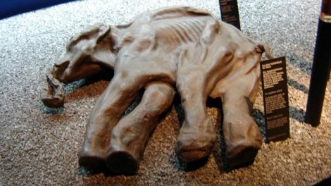 Alyaskadan tapılan müəmmalı &ldquo;mamont&rdquo; fosilləri balina çıxdı