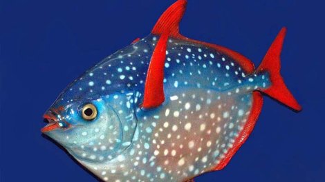 Təbiət qanunlarını pozur: Okeanın dərinliklərindəki dünyanın yeganə isti qanlı balığı