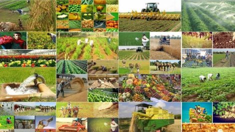 Orqanik, yoxsa ənənəvi kənd təsərrüfatı məhsullarını seçməliyik?