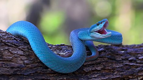 Filmdən gələn təhlükəli trend: Minlərlə insan xəbərsiz şəkildə evinə ölümcül zəhər gətirir