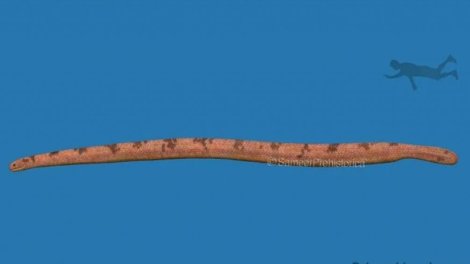 Dünyanın ən böyük dəniz ilanı 12 metrdən uzun olub və akulalarla qidalanıb