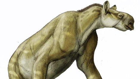 Miosen dövrünün qəribə heyvanı: Başı at kimi...