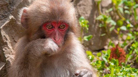 Meymunların hamam vərdişi alimləri heyrətləndirdi