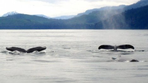 Balinalar qida çatışmazlığı səbəbindən "paylaşmağa" başlayıb: Nə baş verir?