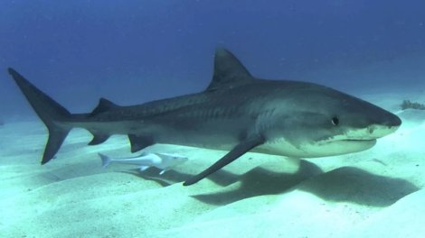 Havayda pələng köpəkbalığı hücumlarının sayı bir ayda artır: Səbəb nədir?