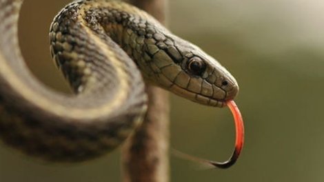 Aldadıcı ölüm: bu ilan "ölə" və "dirilə" bilir