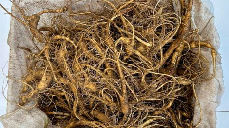 Alimlər hormonal saç tökülməsinə qarşı təbii vasitə tapdı