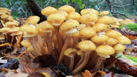 8650 yaşı ola bilər və qaranlıqda işıldayır: Dünyanın ən böyük canlısı hansıdır?