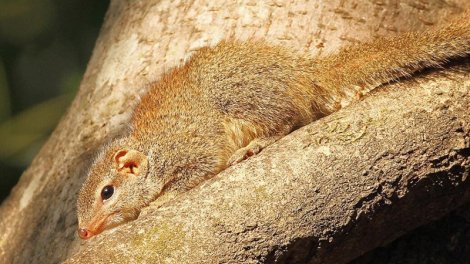 Gün boyu spirtli içki içə bilir, amma sərxoş olmur: Bu hansı heyvandır?