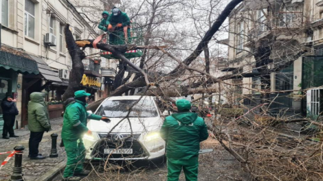 İki gün ərzində Bakıda 78 ağac sınıb