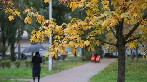Bağbanlar həyətə heç vaxt əkilməməli olan 6 ağacı açıqladı