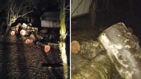 İsmayıllı meşələrində "ağac soyqırmı": Meşə materialı daşıyan maşın ələ keçdi - FOTO/VİDEO