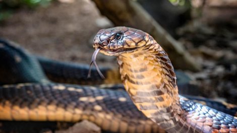 Zəhərin qoruması altında: Dünyanın ən ölümcül heyvanlarından biri belə yuva qurur