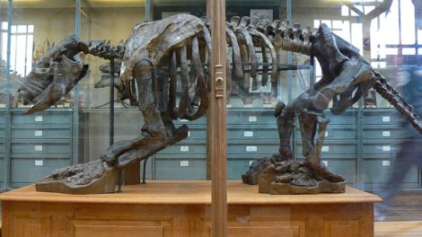 Darvinin heyvan kolleksiyasını "möhürlədiyi" məhlulun resepti açıldı