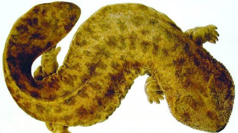 Yaponiya dərinliklərində ekosistemə zərər verən nəhəng qədim yırtıcı gizlənir