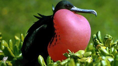 Bu quş uçuş zamanı birbaşa yata bilir: Bioloq bunu necə etdiyini izah etdi