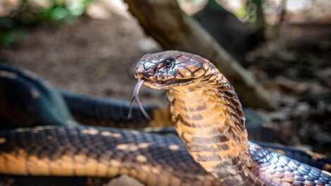 Kobralar "avtostop"la Hindistanın yeni ərazilərini fəth edir - TƏDQİQAT