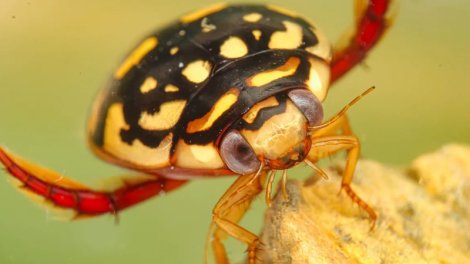 Ovunu parçalaya bilir: 12 qeyri-adi gözü olan böcək