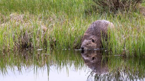 Dişli inşaatçılar: Qunduzlar niyə su bəndləri inşa edir?