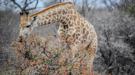 Ağaclar "kimyəvi dil" inkişaf etdirib: Gizli ünsiyyət necə işləyir?