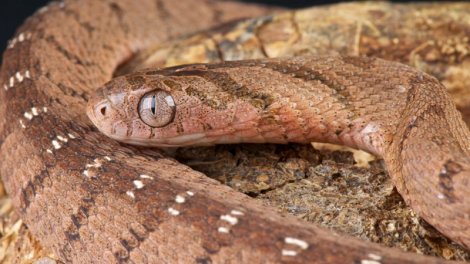 Qida zəncirindəki qorxunc dönüş: İlanlar niyə bir-birini yeyir?
