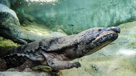 Dünyanın ən böyük amfibiyaları hansılardır?