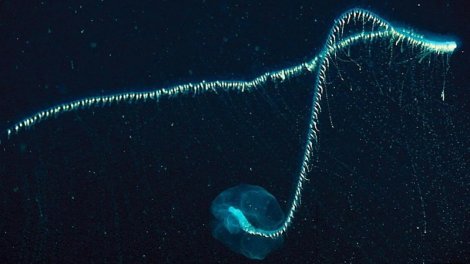 Dörd avtobusdan uzun: Bu hansı ölümcül yırtıcıdır?