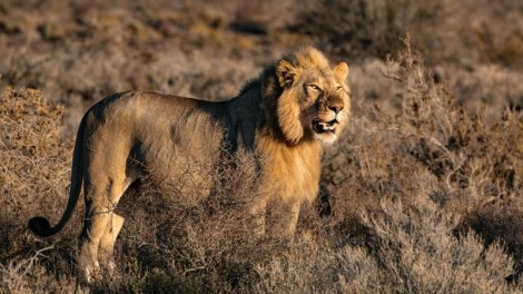 Heyvanların padşahı: Şir bu titulu necə qazanıb?