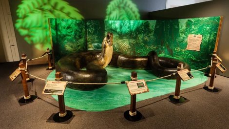 Bir tondan ağır, TIR qoşqusu qədər uzun: Dünyanın ən böyük ilanları