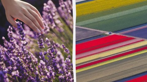 Avropada çiçəklərə heyran olmaq üçün ən yaxşı yerlər və səyahət üçün ideal vaxt