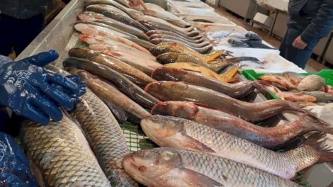 Bazarlarda 5 manata satılan məşhur balıq - Nəcislə qidalanır?