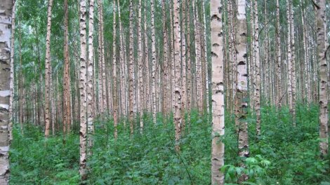 Bağ üçün ən pis 9 ağac: Niyə əkməməlisiniz və alternativləri varmı?