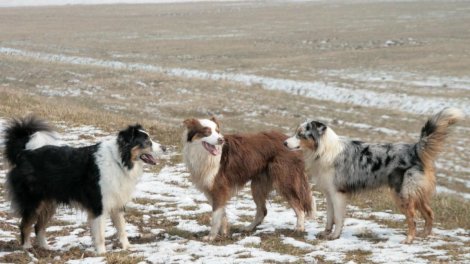 Hansı it cinsini yetişdirmək ən asandır? - Ağıllı və etibarlı dost