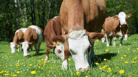 Şərqi Zəngəzur və Qarabağ iqtisadi rayonlarında heyvan xəstəliklərindən azad zonaların sərhədləri müəyyənləşdirilib