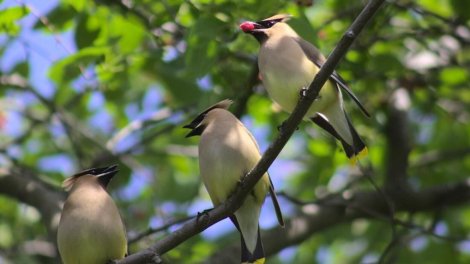 Gündə 1000 giləmeyvə yeyə bilir: "Acgöz" quş haqqında nə məlumdur?