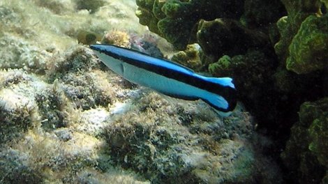 Bu kiçik balıqlar yalnız bəzi məməlilərdə olan bir bacarıqla alimləri heyrətləndirdi