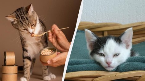 Bu, ev heyvanınızı öldürə bilər: Pişiklərə hansı qidalar verilməməlidir?