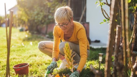Təbii gübrə əvəzedicisi tapıldı: Alimlər özünü gübrələyən bitkilər tapıb