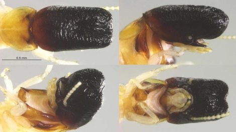 Unikal kəşf: Alimlər "balina başlı" qeyri-adi həşərat kəşf etdi
