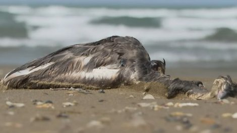 Xəzər sahilində quşlar kütləvi şəkildə niyə ölür? - VİDEO
