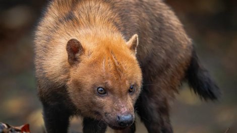 Oyuncaq ayıya bənzəyir, quş kimi cikkildətir: Amazon cəngəlliklərində yaşayan qəribə vəhşi